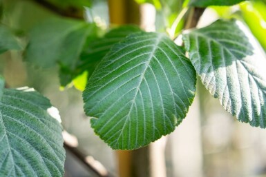 Mehlbeere Sorbus aria Hochstamm Stammumfang 12-14 T Sorbus aria Hochstamm 12/14