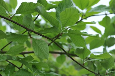 Mehlbeere Sorbus aria 'Lutescens' Sorbus aria 'Lutescens'