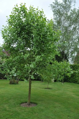 Mehlbeere Sorbus aria 'Lutescens' Hochstamm Sorbus aria 'Lutescens' Hochstamm