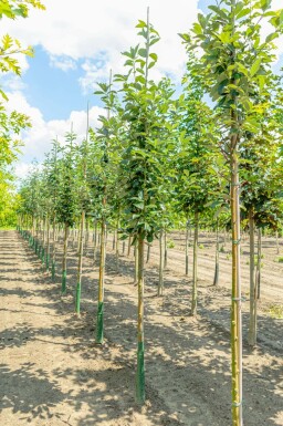Mehlbeere Sorbus aria 'Magnifica' Sorbus aria 'Magnifica'