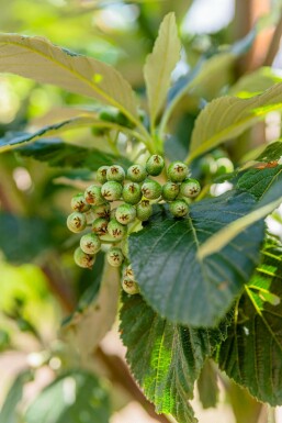 Mehlbeere Sorbus aria 'Magnifica' Sorbus aria 'Magnifica'