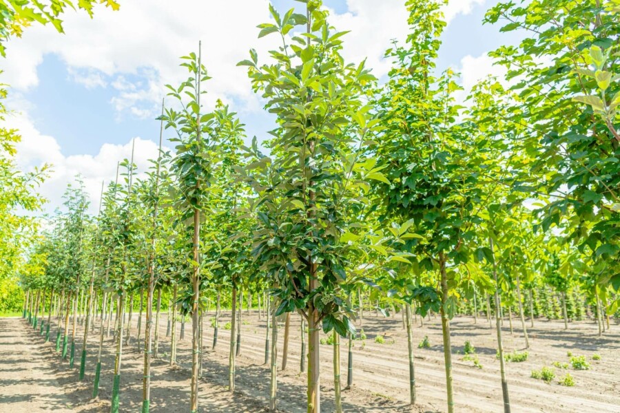 Mehlbeere Sorbus aria 'Magnifica' Hochstamm Stammumfang 8-10 T Sorbus aria 'Magnifica' Hochstamm 8/10