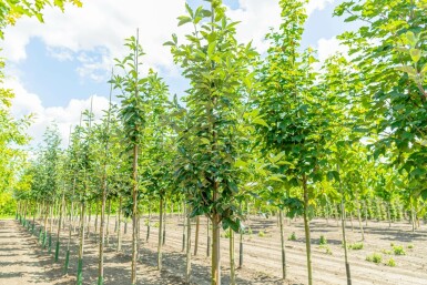 Mehlbeere Sorbus aria 'Magnifica' Hochstamm Stammumfang 8-10 T Sorbus aria 'Magnifica' Hochstamm 8/10