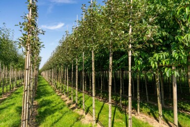 Mehlbeere Sorbus aria 'Magnifica' Hochstamm Stammumfang 8-10 T Sorbus aria 'Magnifica' Hochstamm 8/10