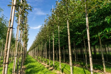Mehlbeere Sorbus aria 'Magnifica' Hochstamm Stammumfang 8-10 T Sorbus aria 'Magnifica' Hochstamm 8/10