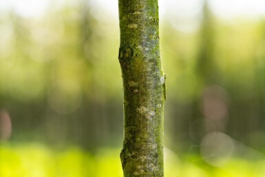 Mehlbeere Sorbus aria 'Magnifica' Hochstamm Stammumfang 8-10 T Sorbus aria 'Magnifica' Hochstamm 8/10