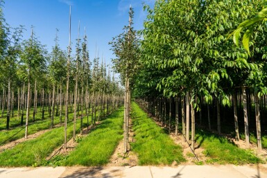Mehlbeere Sorbus aria 'Magnifica' Hochstamm Stammumfang 8-10 T Sorbus aria 'Magnifica' Hochstamm 8/10