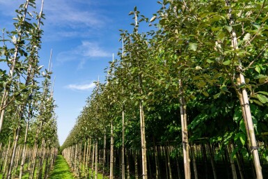 Mehlbeere Sorbus aria 'Magnifica' Hochstamm Stammumfang 8-10 T Sorbus aria 'Magnifica' Hochstamm 8/10