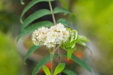 Vogelbeere Sorbus aucuparia Sorbus aucuparia