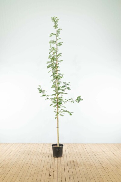 Vogelbeere Sorbus aucuparia Hochstamm Stammumfang 6-8 T Sorbus aucuparia Hochstamm 6/8