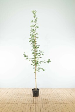 Vogelbeere Sorbus aucuparia Hochstamm Sorbus aucuparia Hochstamm