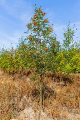 Vogelbeere Sorbus aucuparia MehrstÀmmig Sorbus aucuparia MehrstÀmmig