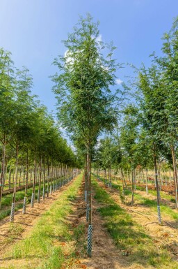 Gemeine eberesche Sorbus aucuparia var. edulis Sorbus aucuparia var. edulis