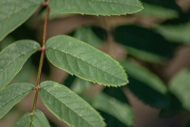 Gemeine eberesche Sorbus aucuparia var. edulis Sorbus aucuparia var. edulis