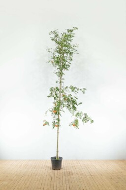 Gemeine eberesche Sorbus aucuparia var. edulis Hochstamm Sorbus aucuparia var. edulis Hochstamm