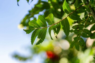Gemeine eberesche Sorbus aucuparia 'Fastigiata' Sorbus aucuparia 'Fastigiata'