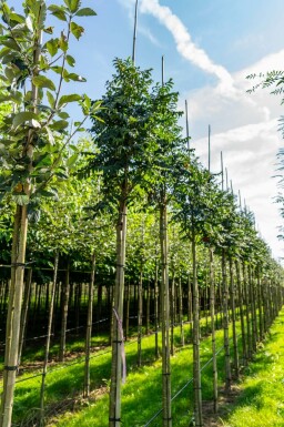 Gemeine eberesche Sorbus aucuparia 'Fastigiata' Hochstamm Sorbus aucuparia 'Fastigiata' Hochstamm