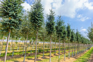 Gemeine eberesche Sorbus aucuparia 'Fastigiata' Hochstamm Stammumfang 10-12 T Sorbus aucuparia 'Fastigiata' Hochstamm 10/12