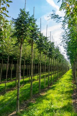 Gemeine eberesche Sorbus aucuparia 'Fastigiata' Hochstamm Stammumfang 10-12 T Sorbus aucuparia 'Fastigiata' Hochstamm 10/12