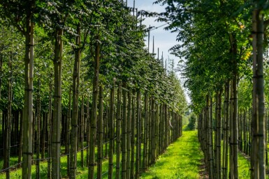 Gemeine eberesche Sorbus aucuparia 'Fastigiata' Hochstamm Stammumfang 10-12 T Sorbus aucuparia 'Fastigiata' Hochstamm 10/12