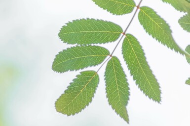 Gemeine eberesche Sorbus aucuparia 'Fastigiata' Hochstamm Stammumfang 10-12 T Sorbus aucuparia 'Fastigiata' Hochstamm 10/12