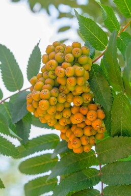 Gemeine eberesche Sorbus aucuparia 'Fastigiata' Hochstamm Stammumfang 10-12 T Sorbus aucuparia 'Fastigiata' Hochstamm 10/12
