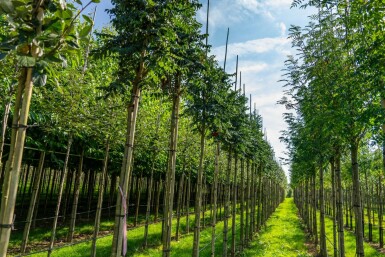 Gemeine eberesche Sorbus aucuparia 'Fastigiata' Hochstamm Stammumfang 10-12 T Sorbus aucuparia 'Fastigiata' Hochstamm 10/12