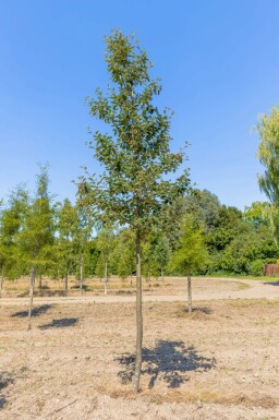 Schwedische Mehlbeere Sorbus intermedia Sorbus intermedia