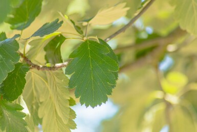 Schwedische Mehlbeere Sorbus intermedia Mehrstämmig Sorbus intermedia Mehrstämmig