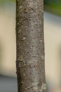 Schwedische Mehlbeere Sorbus intermedia Mehrstämmig Sorbus intermedia Mehrstämmig