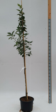 Schwedische Mehlbeere Sorbus intermedia 'Brouwers' Hochstamm Sorbus intermedia 'Brouwers' Hochstamm