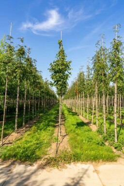Elsbeere Sorbus torminalis Sorbus torminalis