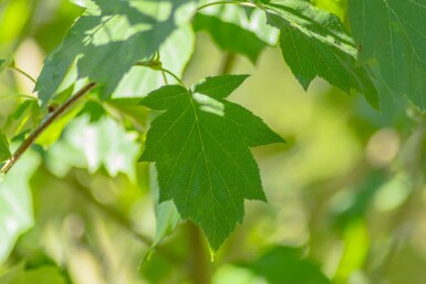 Elsbeere Sorbus torminalis Sorbus torminalis