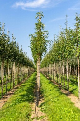 Eberesche Sorbus 'Dodong' Sorbus 'Dodong'
