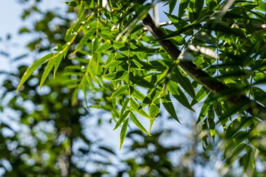 Eberesche Sorbus 'Dodong' Sorbus 'Dodong'