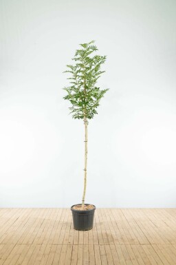 Eberesche Sorbus 'Dodong' Hochstamm Sorbus 'Dodong' Hochstamm