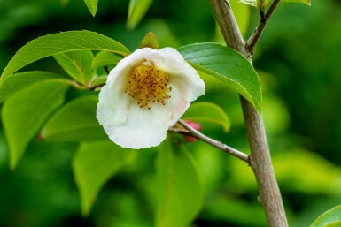 Scheinkamelie Stewartia pseudocamellia Stewartia pseudocamellia
