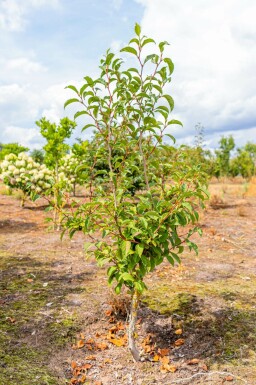 Scheinkamelie Stewartia pseudocamellia MehrstÀmmig Stewartia pseudocamellia MehrstÀmmig