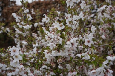 Geschlitzte Kirsche Prunus incisa 'Kojou No Mai' Strauch 60-80 Topf 12 ltr. (C12) Prunus incisa 'Kojou No Mai' Strauch 60-80 cm