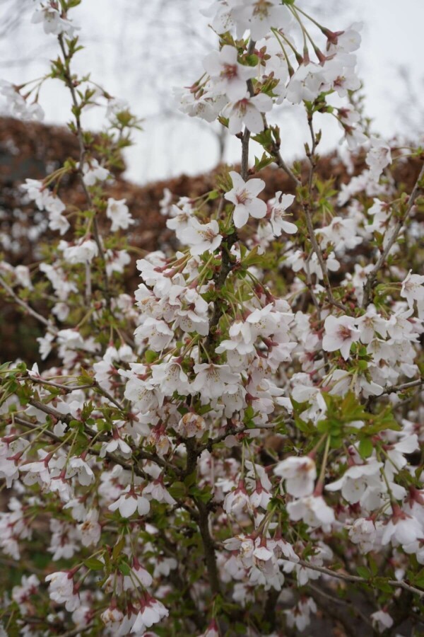 Geschlitzte Kirsche Prunus incisa 'Kojou No Mai' Strauch 60-80 Topf 12 ltr. (C12) Prunus incisa 'Kojou No Mai' Strauch 60-80 cm