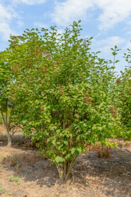 Flieder Syringa josikaea Syringa josikaea