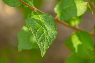 Flieder Syringa josikaea Hochstamm Syringa josikaea Hochstamm