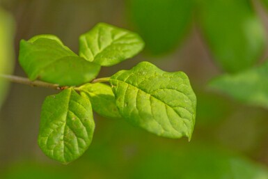 Flieder Syringa josikaea Hochstamm Syringa josikaea Hochstamm