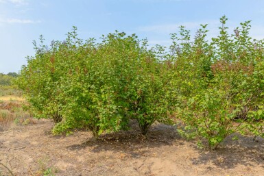 Flieder Syringa josikaea Mehrstämmig Syringa josikaea Mehrstämmig