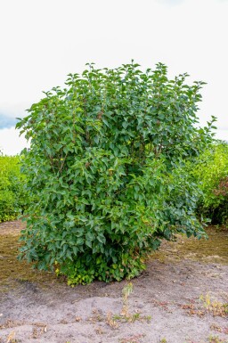 Flieder Syringa vulgaris Syringa vulgaris