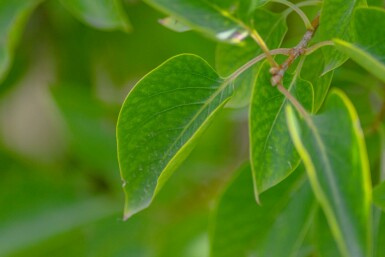 Flieder Syringa vulgaris Syringa vulgaris