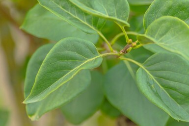 Gewöhnlicher Flieder Syringa vulgaris 'Belle de Nancy' Syringa vulgaris 'Belle de Nancy'