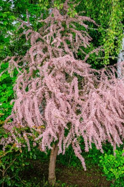 Viermännige Tamariske Tamarix tetrandra Tamarix tetrandra