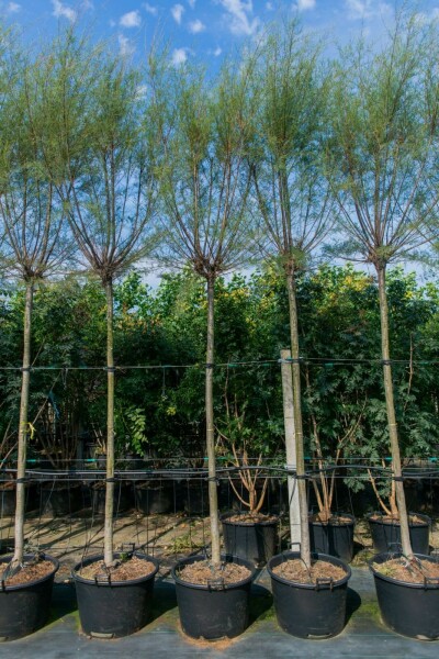 Viermännige Tamariske Tamarix tetrandra Hochstamm Stammumfang 12-14 T Tamarix tetrandra Hochstamm 12/14