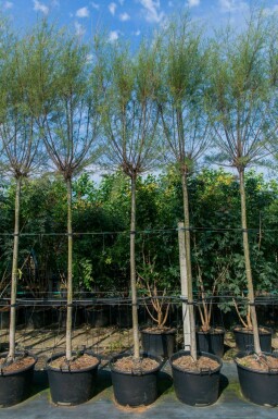 Viermännige Tamariske Tamarix tetrandra Hochstamm Tamarix tetrandra Hochstamm